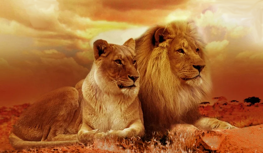 Lions