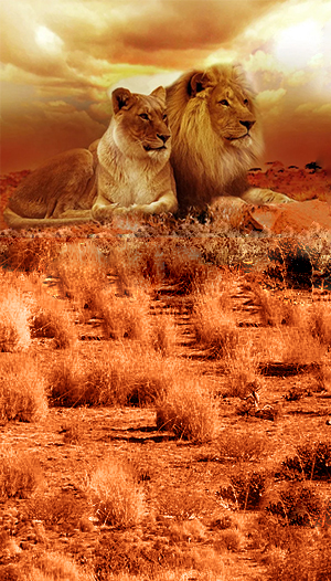 Lions